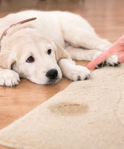 vlekken laten verwijderen
