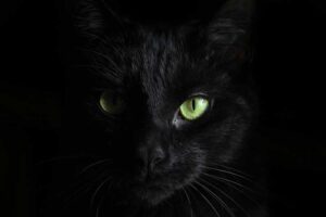 Zwarte kat